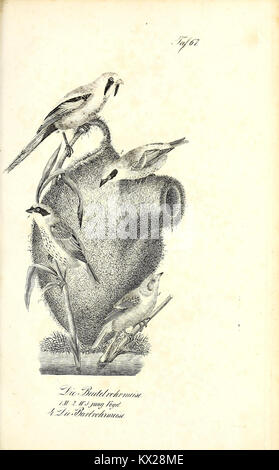 Cette illustration de 'Die Naturgeschichte' fournit des représentations détaillées et précises de plusieurs espèces avec des descriptions détaillées, reflétant l'histoire naturelle et l'exploration scientifique du XVIIIe siècle. Banque D'Images