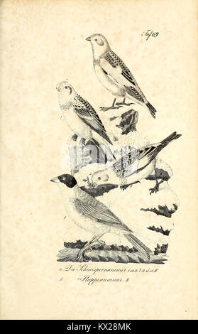 L'illustration de 'Die Naturgeschichte' représente avec précision une espèce animale, mettant en valeur ses caractéristiques physiques et son habitat pour fournir une étude complète de son environnement naturel. Banque D'Images