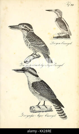 Une illustration d'histoire naturelle avec une description détaillée de 'Die Naturgeschichte', montrant un spécimen avec précision et scientifiquement pour l'étude et l'éducation. Banque D'Images