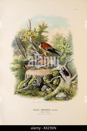 Une plaque illustrant des oiseaux de proie en Allemagne et en Europe centrale voisine, montrant les espèces, la morphologie et l'habitat dans leur environnement naturel. Banque D'Images