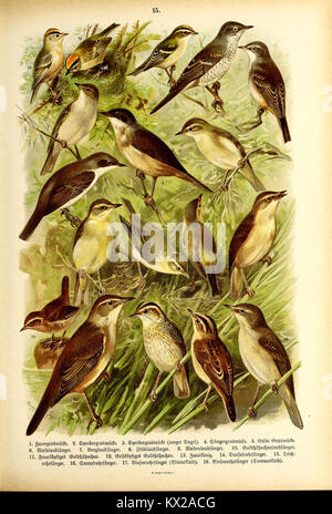 "Die Vögel Europas" (les oiseaux d'Europe) est une œuvre ornithologique représentant diverses espèces d'oiseaux européens. La planche 15 fournit des illustrations et des descriptions détaillées de la diversité aviaire à travers le continent. Banque D'Images