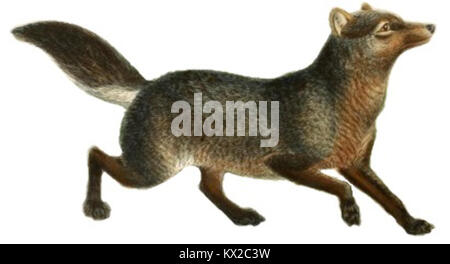 Cette illustration de plaque présente diverses canines, y compris des chiens, chacals, loups et renards, démontrer leurs différences et similitudes. L'image fait partie d'une étude zoologique de mammifères carnivores. Banque D'Images