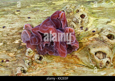 L'oreille de Juif, également connu sous le nom d'oreille de bois et de Gelée d'oreille, poussant sur le bois mort Banque D'Images