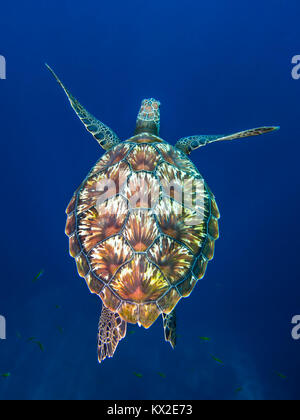 Tortue verte, Chelonia mydas, prise à Hin Muang, Thaïlande Banque D'Images