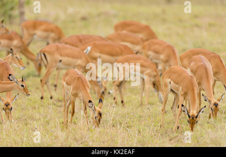 Libre d'un troupeau de 501 dans le parc national de Serengeti, Tanzanie Banque D'Images