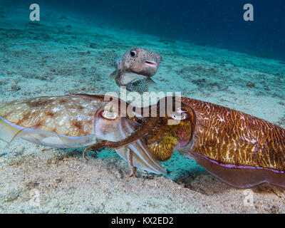 L'accouplement avec un pharaon seiche spectateur porcupine Banque D'Images