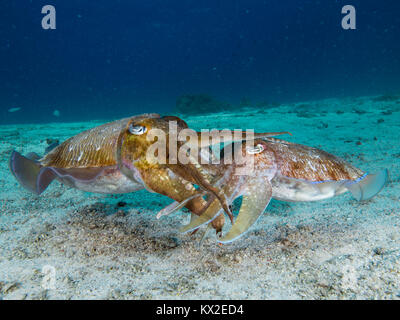 L'accouplement de la seiche Pharaon Banque D'Images