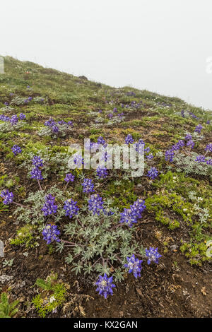 Alpin nain Lupin, Lupinus lepidus var. celebensis, dans la région de prairie alpine sur le mont Townsend dans le désert, Buckhorn Olympic National Forest, Washington S Banque D'Images