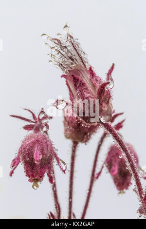 Benoîte Geum triflorum, pourpre, alias Praire, fumée dans une prairie alpine sur le mont Townsend dans le désert, Buckhorn Olympic National Forest, Virginia Banque D'Images