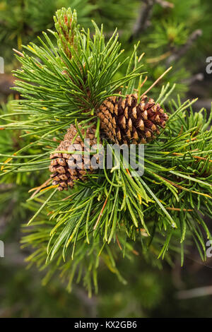 Le pin lodgepole, Pinus contorta, des aiguilles et des cônes ouverts sur le mont Townsend dans le désert, Buckhorn Olympic National Forest, Washington State, USA Banque D'Images