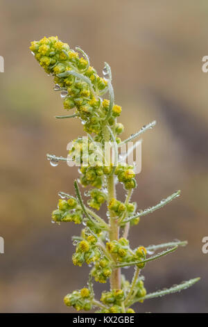 Sentier vers le Mont Townsend dans le désert, Buckhorn Olympic National Forest, Washington State, USA Banque D'Images