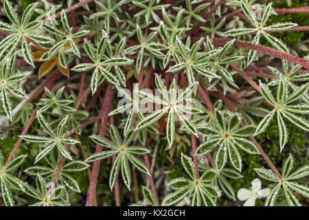 Alpin nain Lupin, Lupinus lepidus var. celebensis, les feuilles avec de l'eau de condensation dans les nuages gouttes pré alpin sur le mont Townsend dans le Buckhorn Wi Banque D'Images