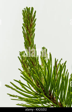 Le pin lodgepole, Pinus contorta, aiguilles avec des gouttes d'eau de condensation des nuages sur le mont Townsend dans le désert, Buckhorn National Olympique Banque D'Images