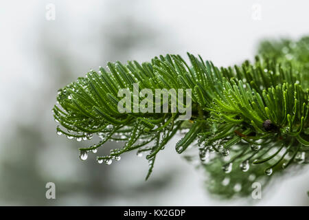 Sapin, Abies spp., avec des gouttelettes d'eau de condensation des nuages et du brouillard le long sentier à Mont Townsend dans le désert, Buckhorn National Olympique Banque D'Images