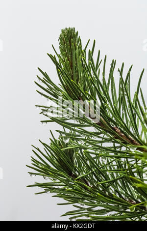 Le pin lodgepole, Pinus contorta, aiguilles avec des gouttes d'eau de condensation des nuages sur le mont Townsend dans le désert, Buckhorn National Olympique Banque D'Images