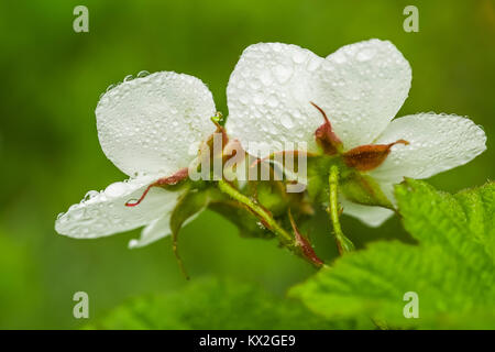 Ronce, Rubus parviflorus, la floraison et couvertes de gouttes d'eau sur les flancs du Mont Townsend dans le désert, Buckhorn National Olympique F Banque D'Images