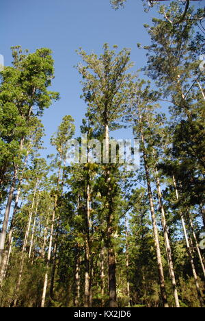 Haut de la gomme des arbres près de la Gare Centrale sur Fraser Island, Australie Banque D'Images