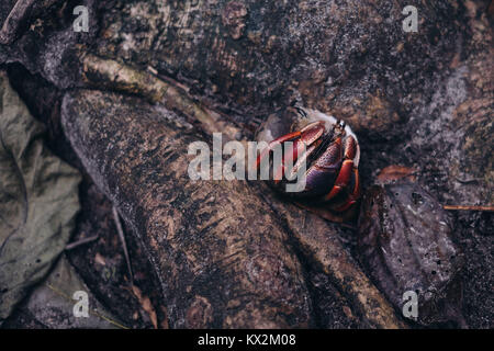 L'ermite au parc national de Cahuita, Puerto Viejo, Limón, Costa Rica. Banque D'Images