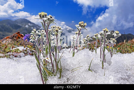 Edelweiss (Leontopodium alpinum) entre la fonte de la neige sur l'arrière-plan de montagnes et de nuages. Concept de fleurs rares sous protection. Banque D'Images