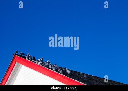 Pigeons sur un toit avec garniture rouge contre un ciel bleu Banque D'Images