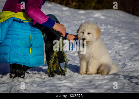 Un très joli chiot Golden doodle assis dans la neige sur une journée ensoleillée. Le pont Golden Ears sont vraiment en contraste avec la neige blanche. Le petit chien est Banque D'Images