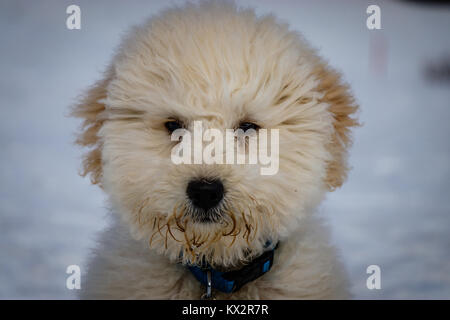 Un très joli chiot Golden doodle assis dans la neige sur une journée ensoleillée. Le pont Golden Ears sont vraiment en contraste avec la neige blanche. Le petit chien est Banque D'Images