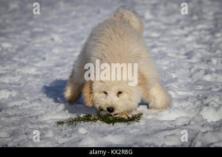 Un très joli chiot Golden doodle jouant avec une branche de sapin dans la neige. Le pont Golden Ears et les pattes sont vraiment en contraste avec la neige blanche. L Banque D'Images