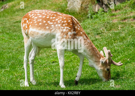 Les jeunes Daims brouter sur le bas des pentes herbeuses de la petite zone de Matlock, Bradgate Park, Newton Linford, Leicestershire, Angleterre Banque D'Images