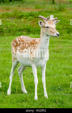 Les jeunes Daims brouter sur le bas des pentes herbeuses de la petite zone de Matlock, Bradgate Park, Newton Linford, Leicestershire, Angleterre Banque D'Images