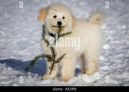 Un très joli chiot Golden doodle jouant avec une branche de sapin dans la neige. Le pont Golden Ears et les pattes sont vraiment en contraste avec la neige blanche. L Banque D'Images