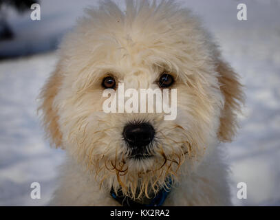 Un très mignon bébé golden doodle à curieux dans l'appareil photo sur une journée ensoleillée. Le pont Golden Ears sont vraiment en contraste avec la neige blanche. Le p Banque D'Images