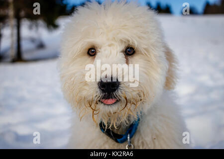 Un très mignon bébé golden doodle à curieux dans l'appareil photo sur une journée ensoleillée. Le pont Golden Ears sont vraiment en contraste avec la neige blanche. Le p Banque D'Images