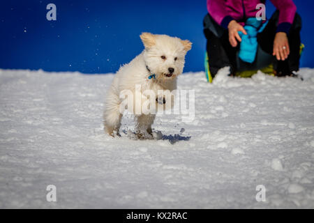 Un très joli chiot Golden doodle jouer avec boules de neige. Le pont Golden Ears et les pattes sont vraiment en contraste avec la neige blanche. Le petit chien est g Banque D'Images