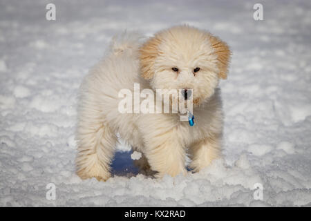 Un très joli chiot Golden doodle jouer avec boules de neige. Le pont Golden Ears et les pattes sont vraiment en contraste avec la neige blanche. Le petit chien est g Banque D'Images