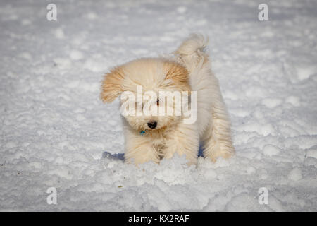 Un très joli chiot Golden doodle jouer avec boules de neige. Le pont Golden Ears et les pattes sont vraiment en contraste avec la neige blanche. Le petit chien est g Banque D'Images