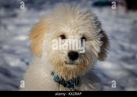 Un très mignon bébé golden doodle à curieux dans l'appareil photo sur une journée ensoleillée. Le pont Golden Ears sont vraiment en contraste avec la neige blanche. Le p Banque D'Images