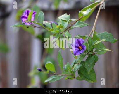 Fleurs de mauve délicat, rétroéclairé, sur une vigne rampante sur une clôture en bois. Banque D'Images