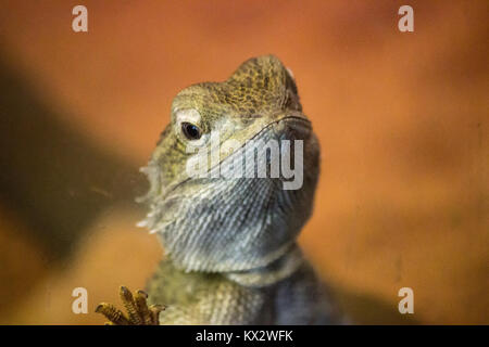 Closeup portrait d'un lézard dragon barbu d'Australie Banque D'Images