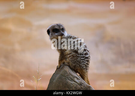 Les jeunes meerkat assis sur un rocher pour Lookout Banque D'Images