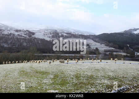 Un paysage d'hiver vue d'un troupeau de moutons dans le Perthshire, en Écosse. Banque D'Images