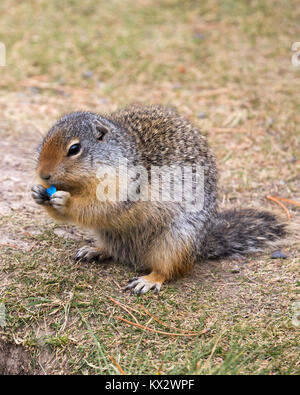 Écureuil de Colombie (Urocitellus columbianus) mangeant un morceau de bonbon bleu jeté sur le sol Banque D'Images