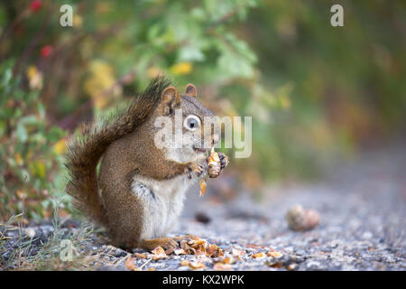 Écureuil roux (Tamiasciurus hudsonicus) manger du cône d'épinette dans la forêt montagnarde, parc national Banff Banque D'Images