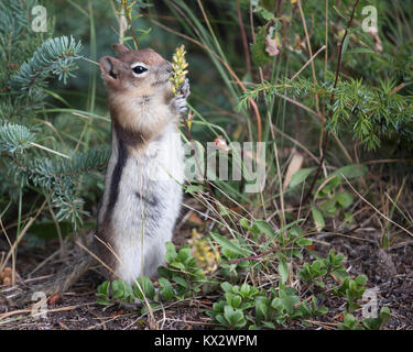 Écureuil de terre Ã la manée dorée se nourrissant d'une tige végétale dans la forêt boréale, parc national Banff (Callospermophilus lateralis) Banque D'Images