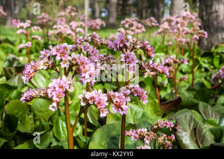 Bergenia cordifolia, fleurs et feuilles Bergenias Banque D'Images