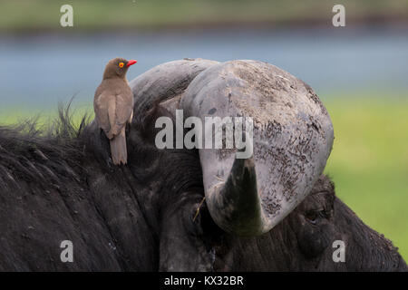 Ox pecker sur buffle Banque D'Images