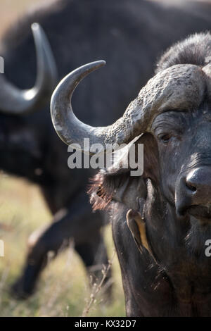 Red ox pecker sur buffle Banque D'Images