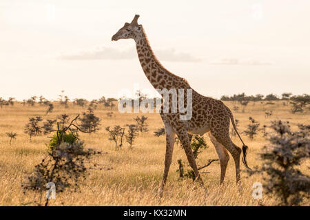 Une seule girafe Masai marcher à travers la prairie, Valley Camp Mara conservancy Naboisho Afrique Kenya Banque D'Images