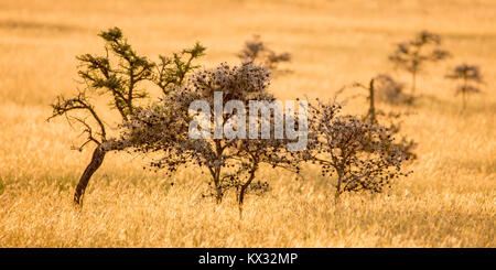 Les petits Acacias dans la prairie ouverte, Valley Camp Mara conservancy Naboisho Afrique Kenya Banque D'Images