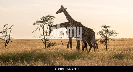 Deux girafes Masai Navigation dans la prairie ouverte,Valley Camp Mara conservancy Naboisho Afrique Kenya Banque D'Images