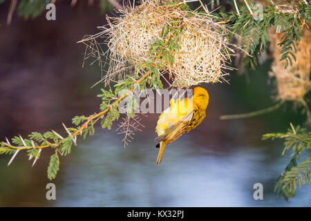 Valley Camp Mara conservancy Naboisho Afrique Kenya Banque D'Images